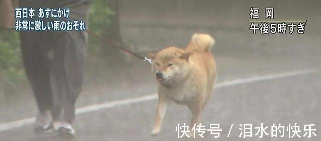 |今日笑话:下雨天出门的狗狗