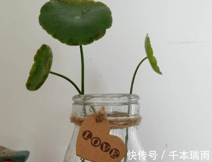 喝完的酸奶瓶不要扔,水培几棵铜钱草就是一抹风景