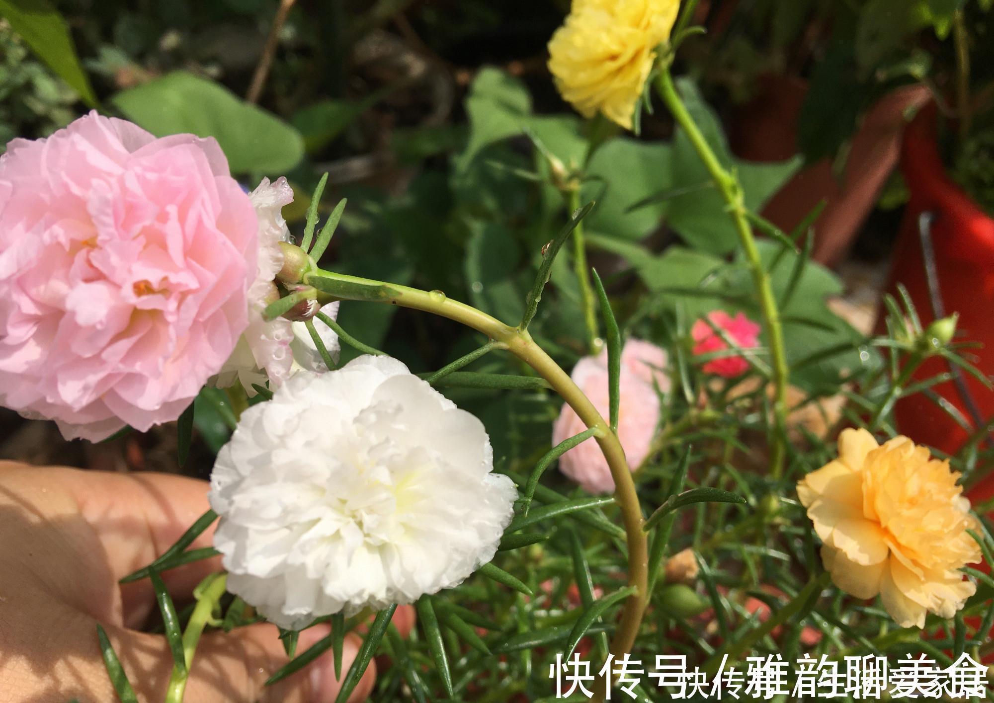 “重瓣太阳花”过冬,用一“方法”,来年又开花,五颜六色