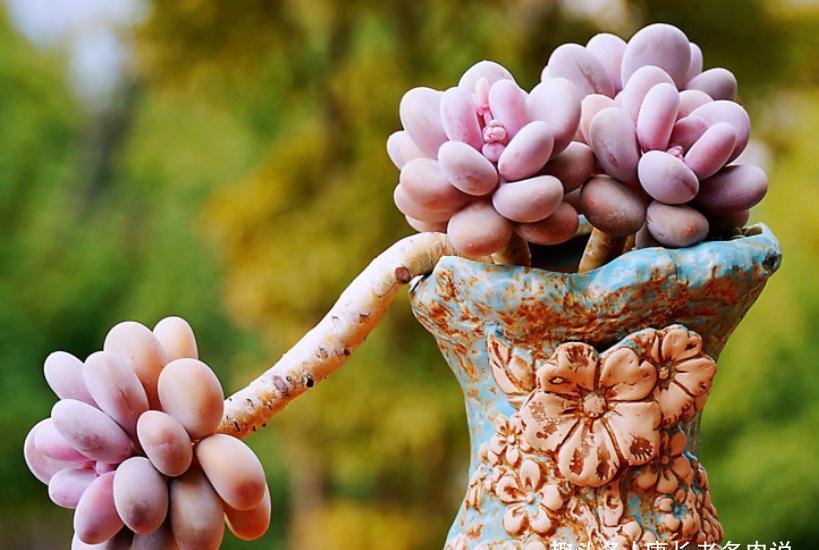 多肉桃蛋砍头？何必下如此狠手！是遇到这“4情况”必须要砍吗？