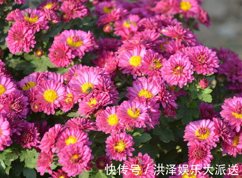 喜欢菊花,不如养盆“菊中珍品”,似魅力红颜,国色天香