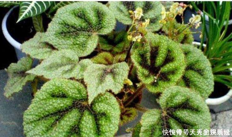 聪明人都养4种花,净化空气,帮助睡眠,快养起来吧