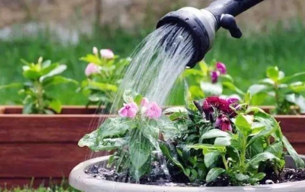 盆栽|夏天花卉被晒蔫,切记不要马上浇水,否则难救活