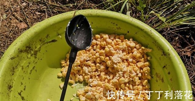 酒香|夏季钓草鱼，用自制饵料效果更好，多种味型饵料配方，专钓大草鱼！