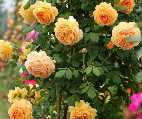 十大名花中排名前6的花,家里养1盆,大气,上档次,你喜欢吗