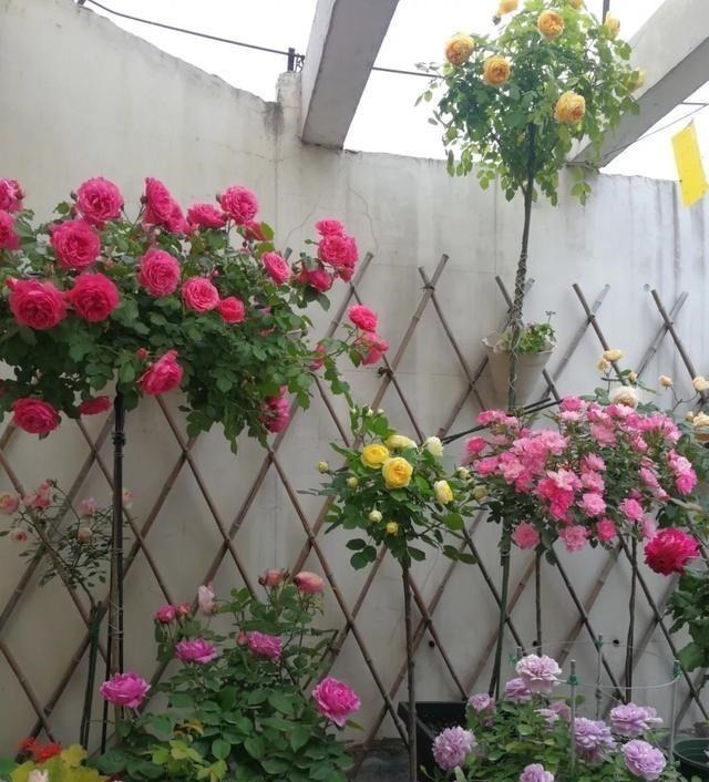 茎干|3种花养在小盆里,2年变老桩,茎干粗壮开花香,1次能开50朵