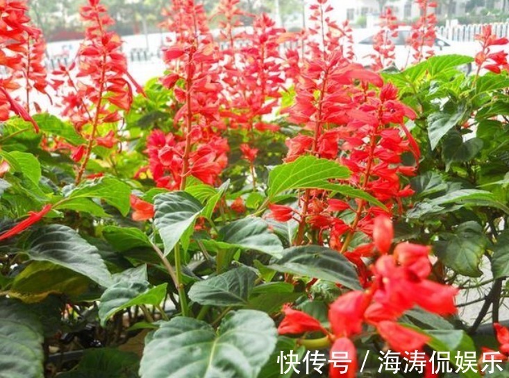 桂花桂花|自带“富贵”的3种花，旺宅、招财富贵来，聪明人都在养，好运来