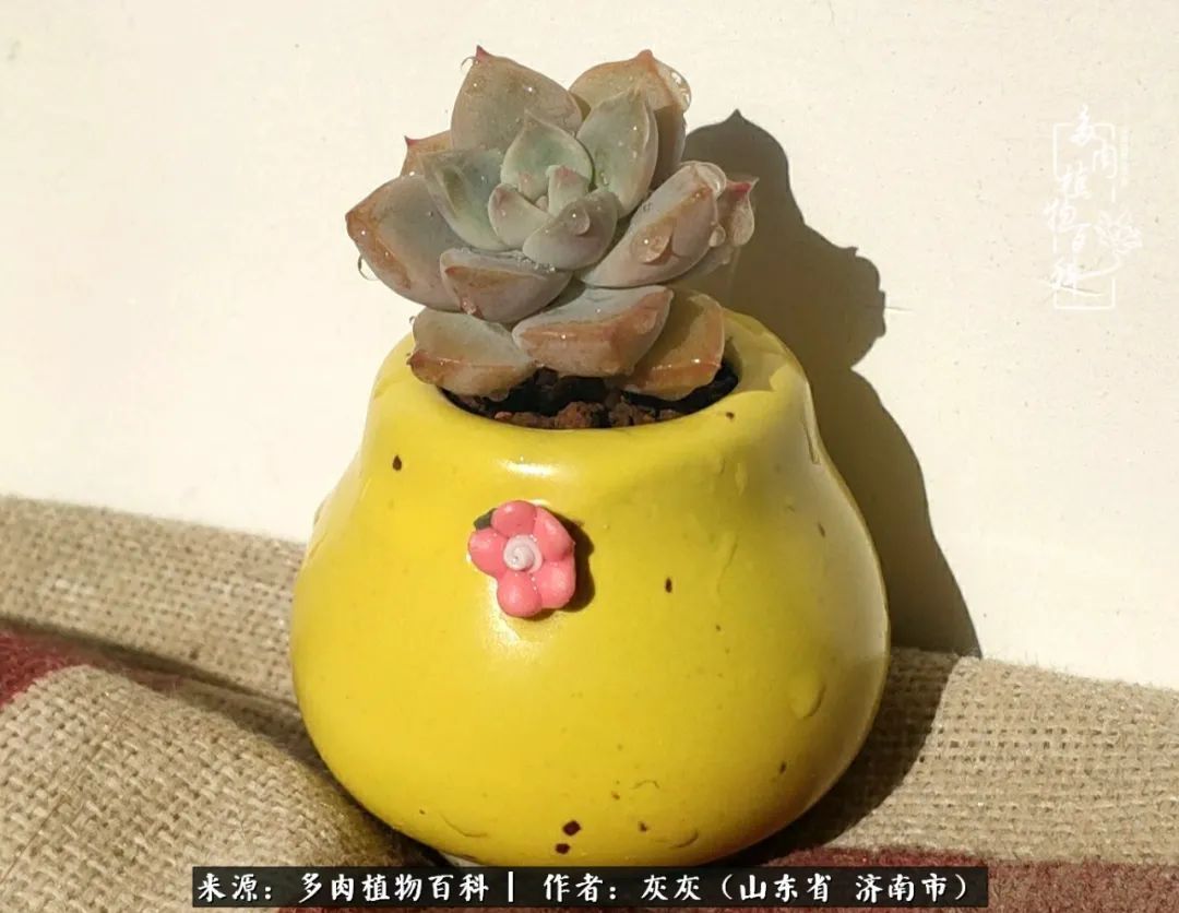 多肉植物|养多肉四年，铁打的盆盆流水的肉，无需多问，问就是喜欢！