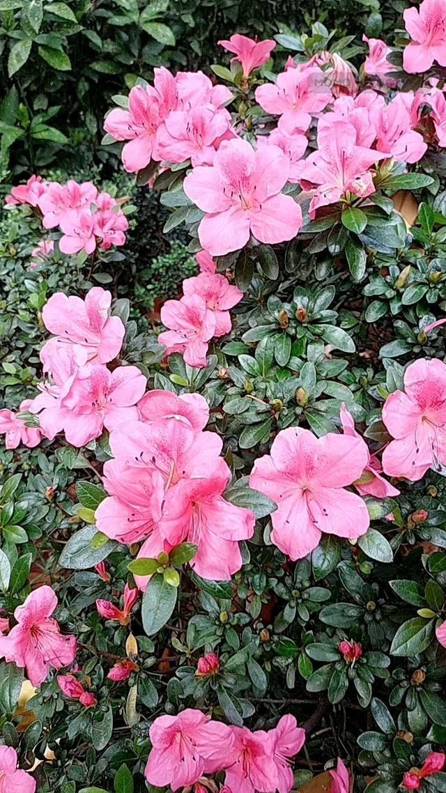 杜鹃花|能活几十年的花,家里养一盆,还能作传家宝