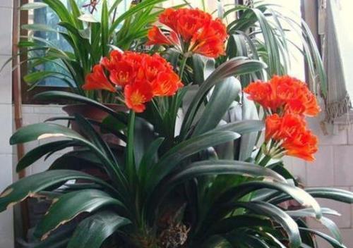 君子兰长得慢、不开花2种肥扔盆里,注意几点,轻松开爆盆