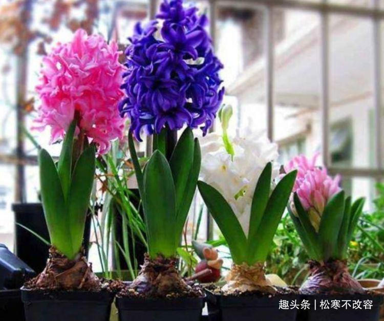 阳台|几种漂亮花，好养易活能爆盆，阳台变花海，天天有花赏！