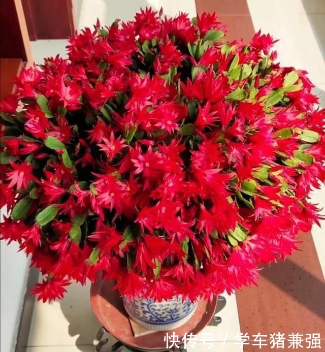 这12种花,花盆不宜贪“大”,用小盆种反而长势喜人!