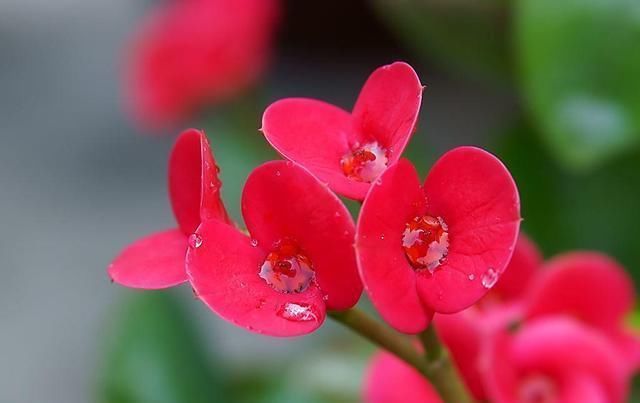 一种四季花适合懒人养,十天半个月不浇水,还能冒花苞