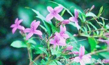 这是一种不太常见的植物——紫云杜鹃