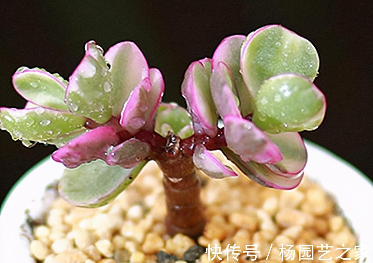 多肉|4种新手都能养好的多肉,需要经常修剪,剪一剪造型好易爆盆