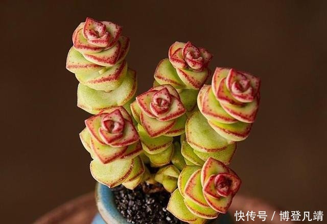 多肉钱串底叶干,避开此“误区”,养出串串“小铜钱”,美美哒