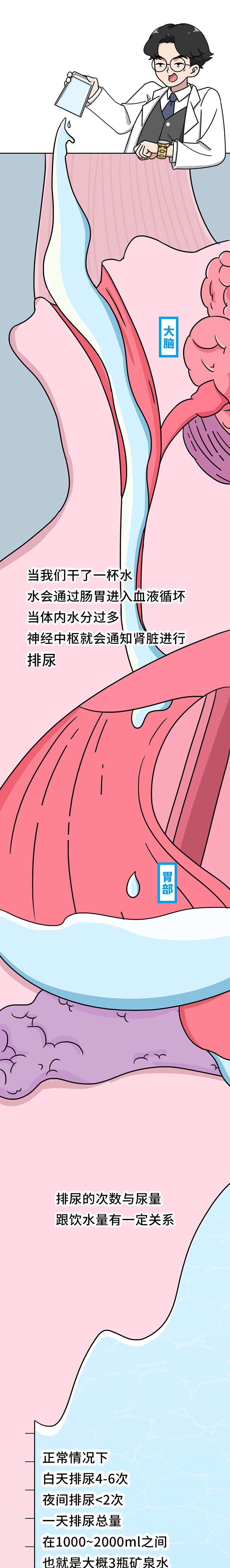 尿液的颜色越浅越好?尿越多说明肾脏越健康?尿液的秘密一文说清