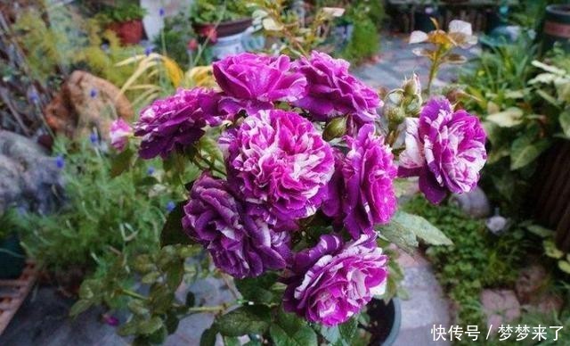 养花|和别人养同样的花,为何差距那么大?关键5点要了解,要有针对性