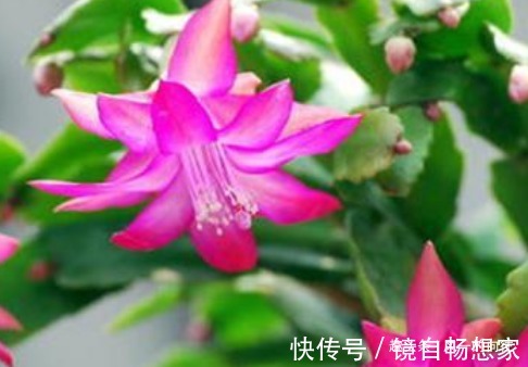 浇水|这3种花,越浇水就越黄叶,养一盆死一盆!真是懒人养的花