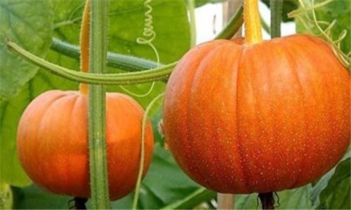 延缓衰老|想长寿要先排毒,多吃4种食物,排毒燃脂,美容护肤,延缓衰老