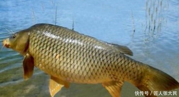 垂钓者|钓鱼最忌讳的几种心理,一个老钓鱼人的忠告