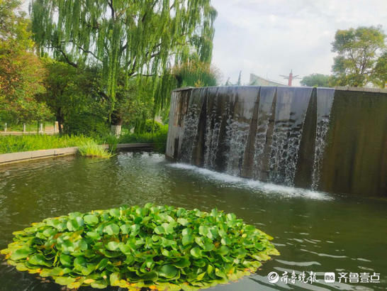 泉城公园|绿树成荫，鸟语花香！来济南泉城公园感受夏日的惬意吧