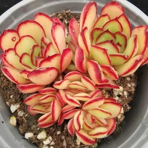 宝莉安娜|2种美得像花一样的多肉植物,隔着屏幕都能感受到它的美,真漂亮