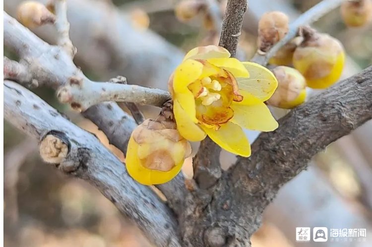 李时珍#潍坊植物园：春后几多日，暗香纳瑞来