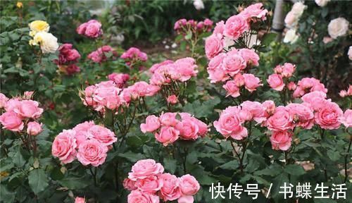层叠群花|给月季喂点大补肥，15天冒出一圈笋芽，开出层叠群花！