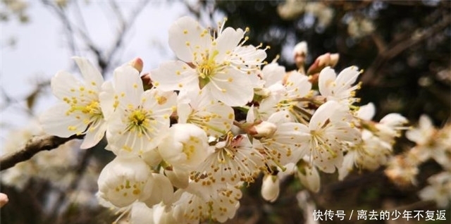 果实|唐诗里的樱花与樱桃花9则赏读，樱桃昨夜开如雪，樱花永巷垂杨岸