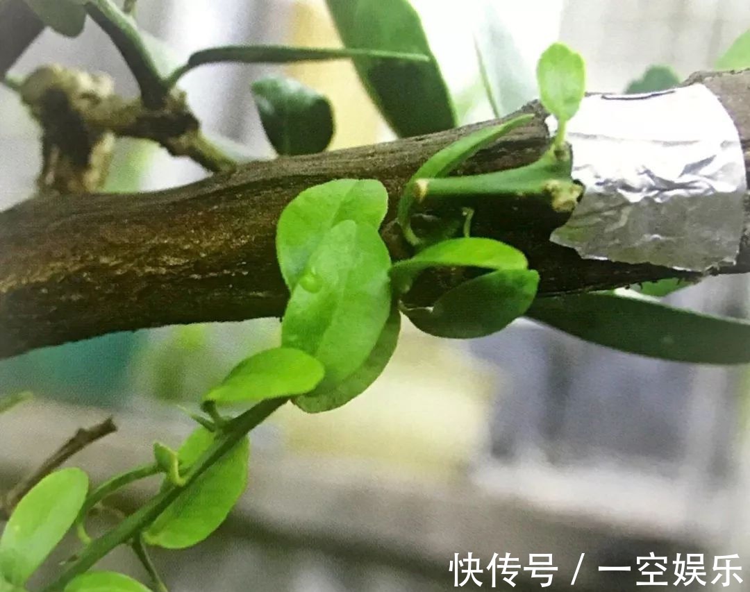 台友们|罗汉松芽接案例分享,台长教你玩出别出心裁的岭南盆景!