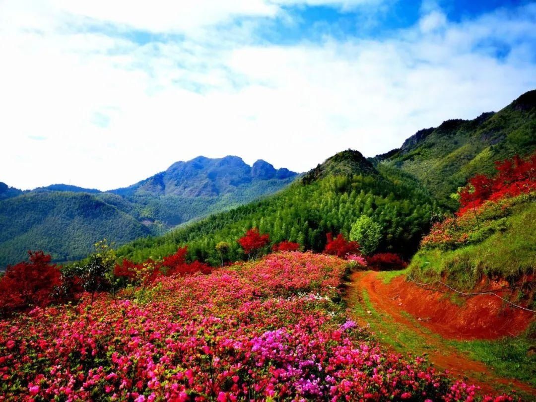 满山杜鹃开，人间芳菲地，这个春天相约云上高坪！