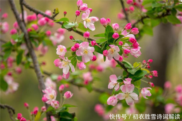 陆游!豪放派诗人词人,为什么大都钟爱海棠花,答案在陆游一句诗里