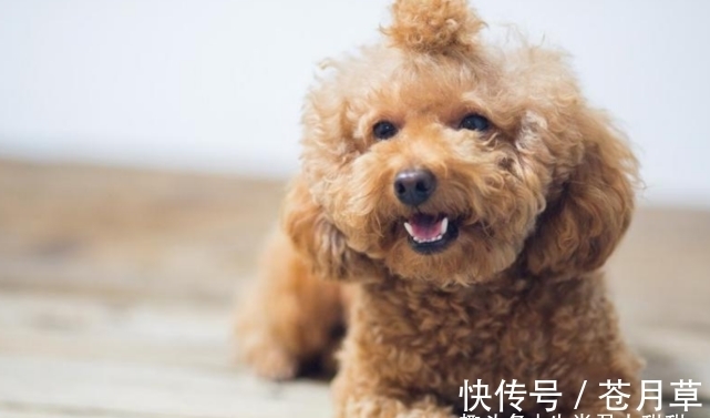 贵人|1月上旬财运旺盛,生肖狗在贵人带领下,巧妙化解危机赚到大钱