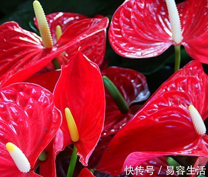 南洋樱|4种花“花期超长”,随便养一种,赏花赏一年,你养了吗