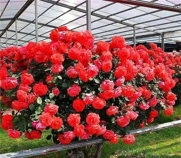 杜鹃花|杜鹃花,栀子花扔了吧养棵“花树”,能开花300天,见土就活