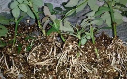 新手养花盆栽土里就掺杂它,土壤不结块,花草不闷根、烂根