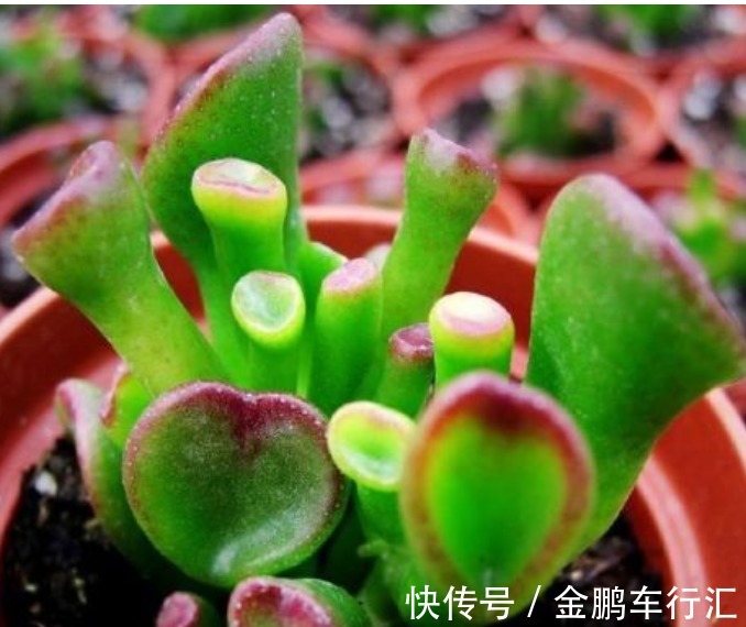 仙人掌|''5种花''是懒人的最爱,有阳光就爆盆,给点水就“疯长”,太好养