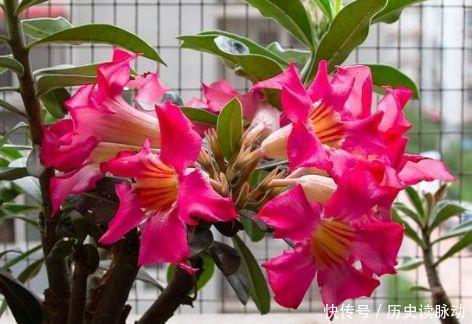 养花养个花期长的,花大色艳,四季繁花似锦,美极了