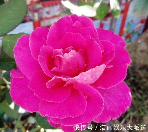 红袖红袖玫瑰|爱上养花,首选这款“精品玫瑰”果汁阳台,爆成花海,花姿卓越