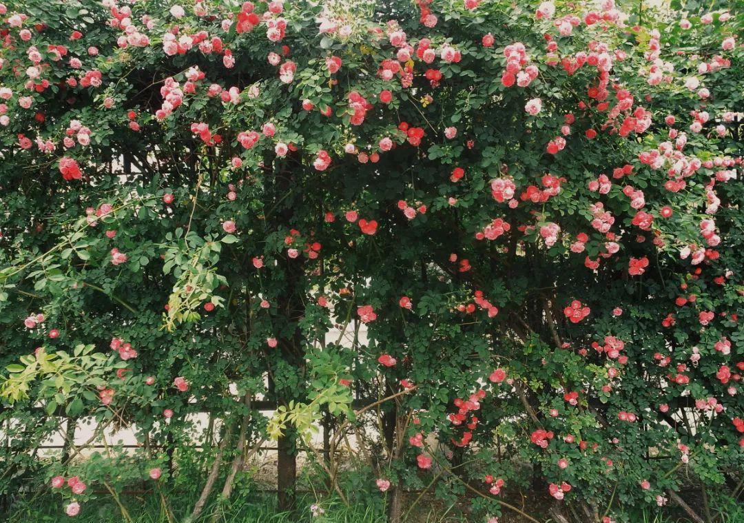 月季为什么光长叶不开花,做好这5点月季开花不再难