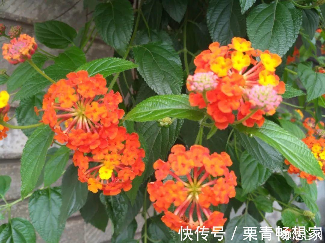 薄荷|7种花插土里,立马长满院子,蚊虫不敢靠近!