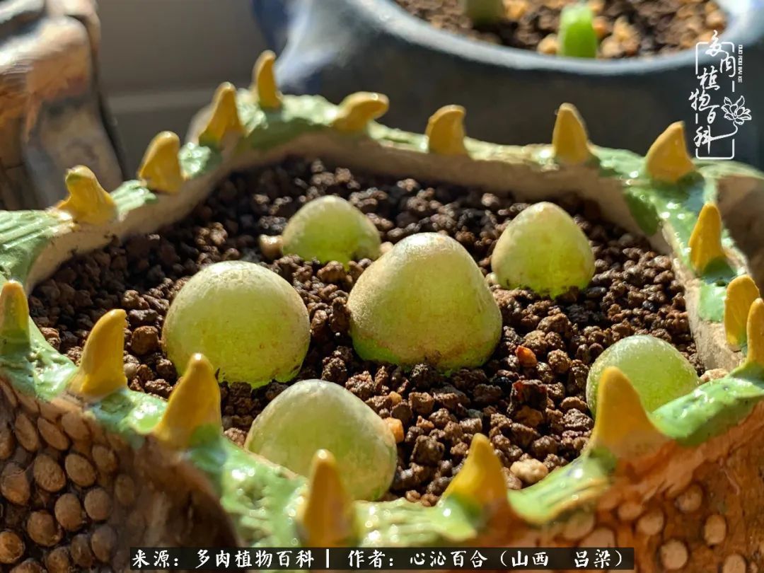 夏季的多肉,绿色才是主色调!努力呵护,期待绽放的那一刻!