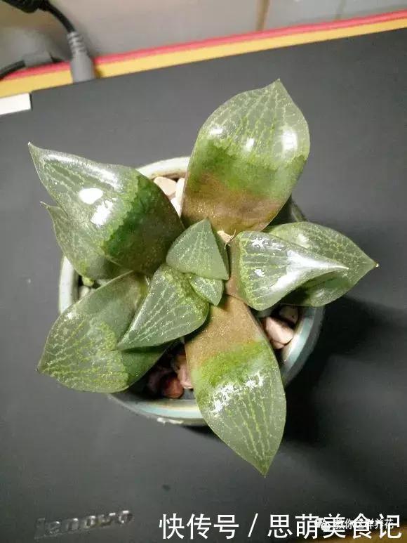 这些花千万别乱晒太阳,晒一盆死一盆