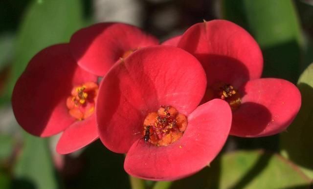 一种四季花适合懒人养,十天半个月不浇水,还能冒花苞