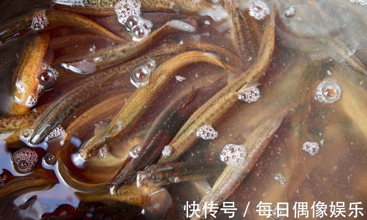 水域|泥鳅打窝钓鱼，为何人人喊打？钓友：那不是钓鱼是捕鱼！