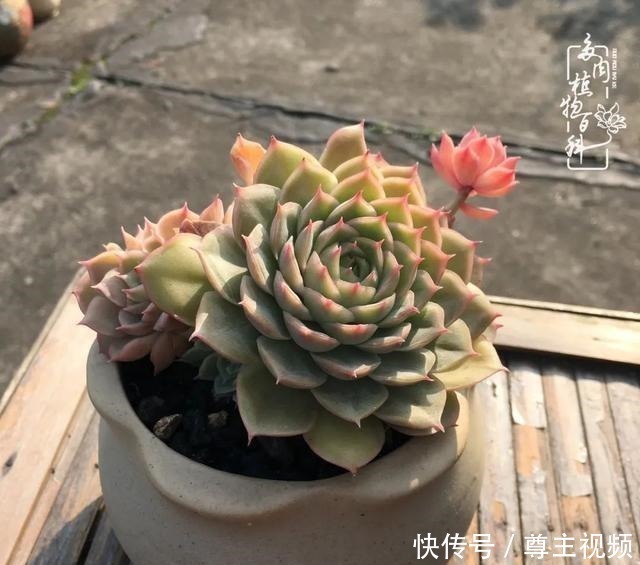 百科|养多肉三年多,初见惊鸿!累并快乐着!养多肉三年多,初见惊鸿!累并快乐着!