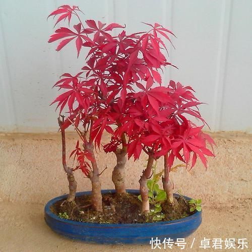 老祖宗传下的手艺,用树桩做盆景,极其珍贵,还不来一盆