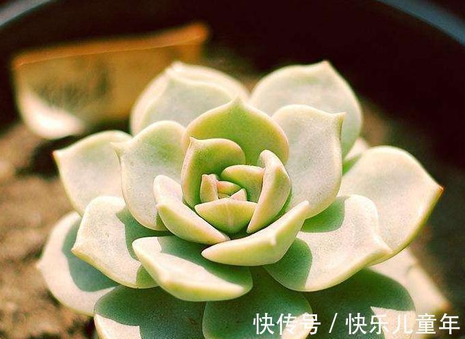 多肉总是烂根黑腐，教你4招小技巧，再也不用担心养多肉了