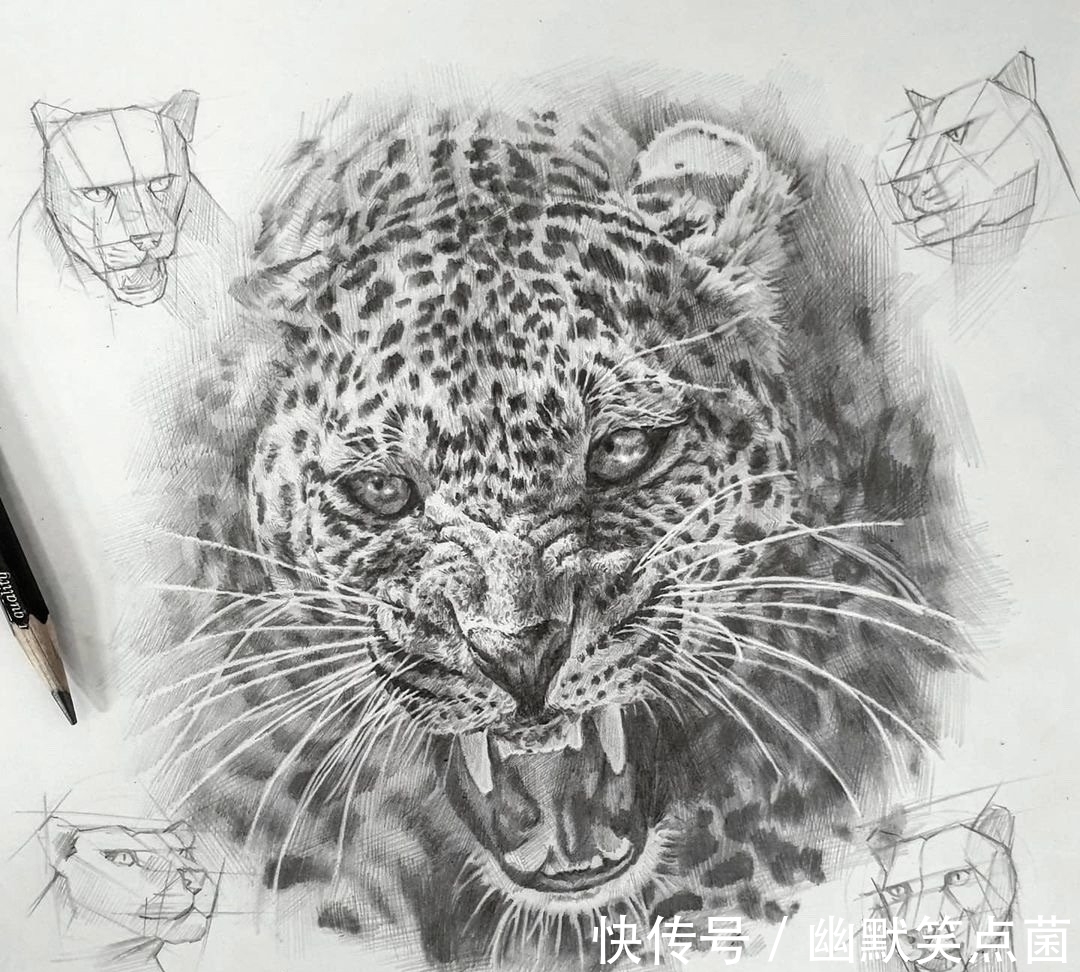 透视#动物素描很难画出体积感?其实是你的造型不对,老师都这样画的